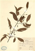 藏品(黑星櫻(墨點櫻桃))的圖片